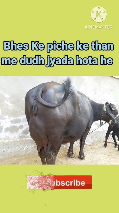Gaay Kitna Dudh Deti Hai Bhes Kitna Dudh Deti Hai dairy Farming gaay-kitna-dudh-deti-hai-bhes-kitna-dudh-deti-hai-dairy-farming