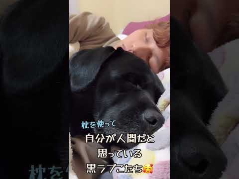 7年間一緒に過ごすと寝る場所が😅#ラブラドールレトリバー #kotachi #こたち #labrador #大型犬 #sleep #癒し #人間みたい #おもしろ #funnydog #cute