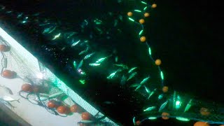 Download Lagu Wahh‼️ternyata kawanan ikan ini yang memutih di jaring MP3