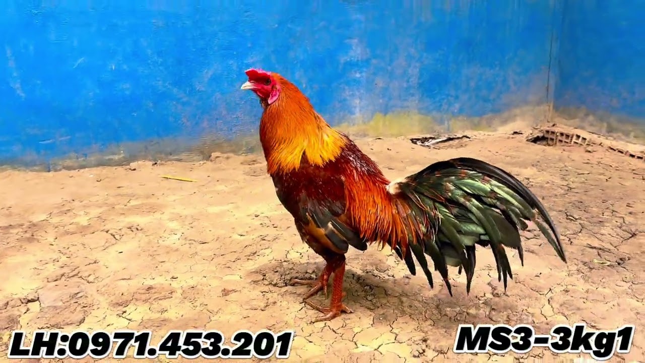 22/2/2026 #top5 Em Sẵn Chế Độ AE HỢP Nhãn LH:0971.453.201 