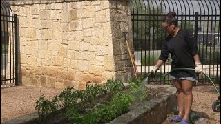 Gardening with KSAT: How to plant a beginner organic pollinator garden