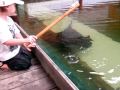 Jet reef worsteling hand feeds gummy sharks and 100kg black ray ifishtv
