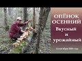 ОПЁНОК ОСЕННИЙ. Урожайный и вкусный.