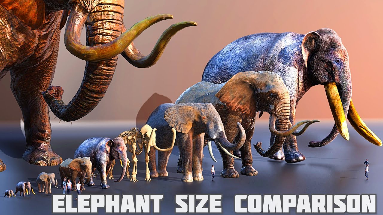 Elephants size comparison | mammoth size comparison 😱 - YouTube