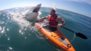 If You're Scared of Sharks, Don't Watch This ( Part 2)