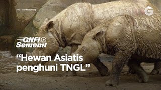Hewan Asiatis penghuni Taman Nasional Gunung Leuser — GNFI
