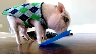 Mini Pig Eats His First Sweet Potato