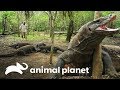 Dragões-de-komodo disputam a mesma presa | Perdido no Sudeste Asiático | Animal Planet Brasil