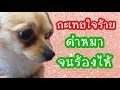 กะเทยใจร้ายทำกับหมาตัวน้อยๆได้ลงคอ ใจไม่ถึงอย่าดู