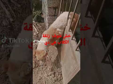 زنقة الكلاب