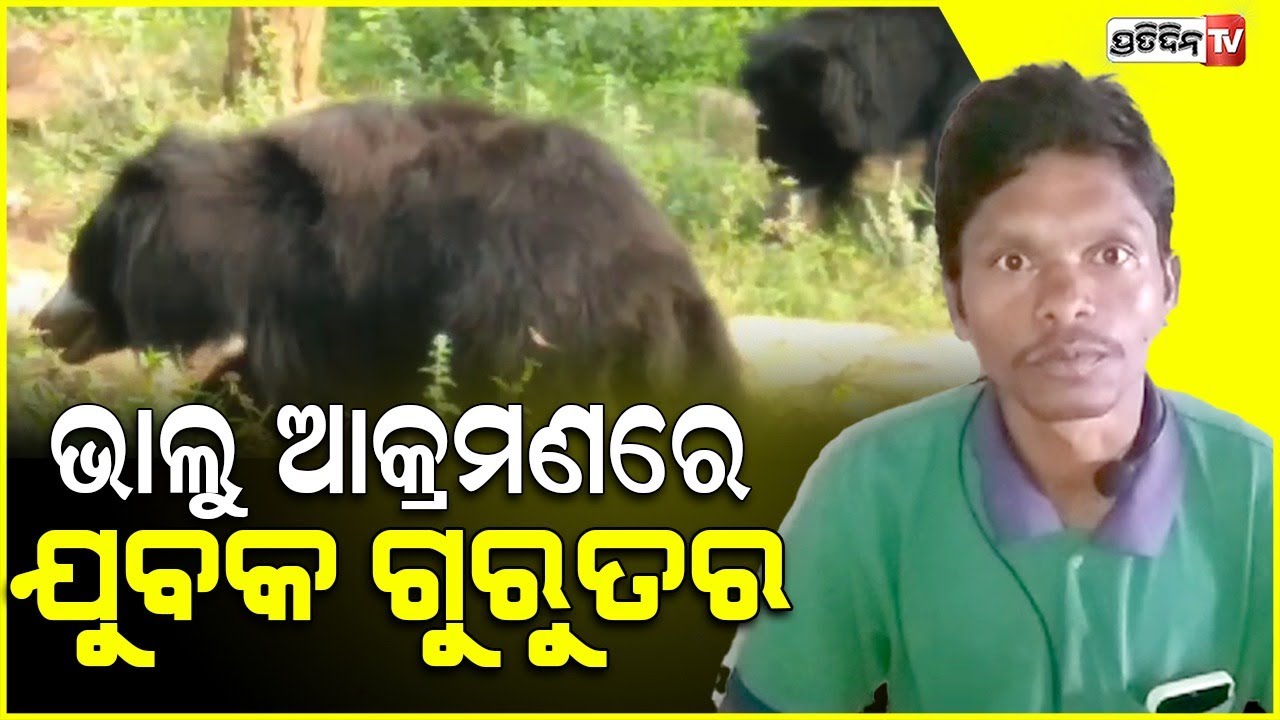 ବିଲ କୁ ଯାଇଥିବା ବେଳେ କାଣ୍ଡରାମ ଙ୍କୁ ଆକ୍ରମଣ କଲେ ୩ ଭାଲୁ l  Youth injured in wild bear attack