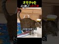オモチャをぶっ壊してしまった猫