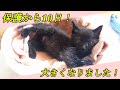 保護から10日でこれだけ大きくなりました！/ A kitten that grew up in ten days from protection【保護猫・子猫】