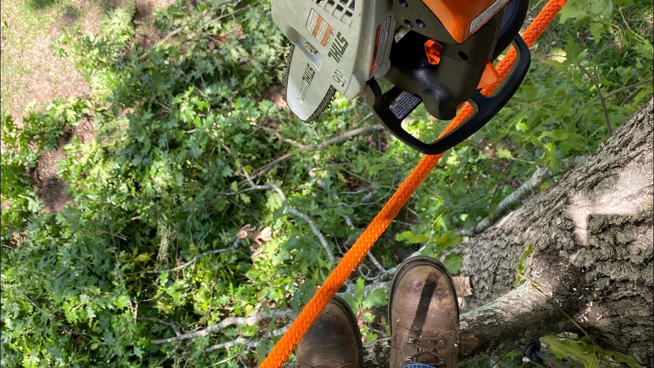 Amateur Tree Cutting | Live Oak