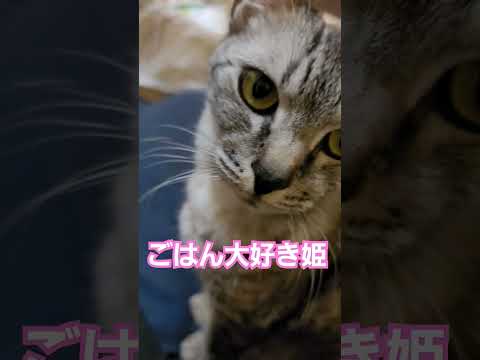 我が家のにゃんこ(*^^*) 我が家のにゃんこ(*^^*)