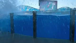 Orca Encounter (SeaWorld Orlando 2023) - The Hunt (ft. Katina, Nalani, & Malia)