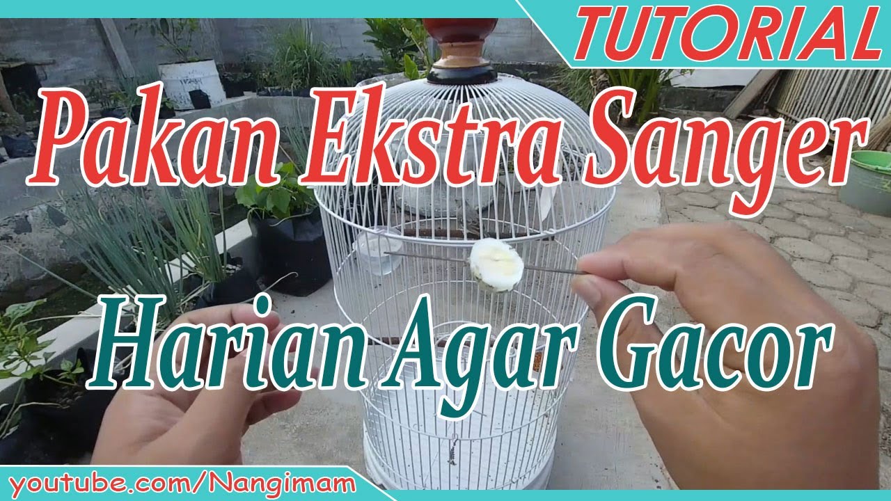 Pakan Ekstra Burung Sanger Agar Gacor Setiap Hari Youtube