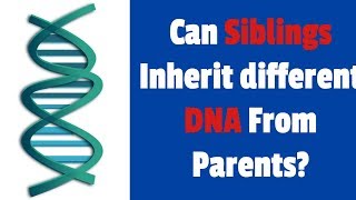 Can Siblings Inherit different DNA From Parents?