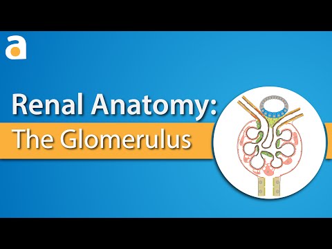 Renal Anatomy: The Glomerulus