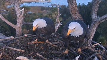 Jackie & Shadow Inspect Nest After Some Sticks Were Lost In High Winds🌬🌲@FOBBVCAM 2025-11-06