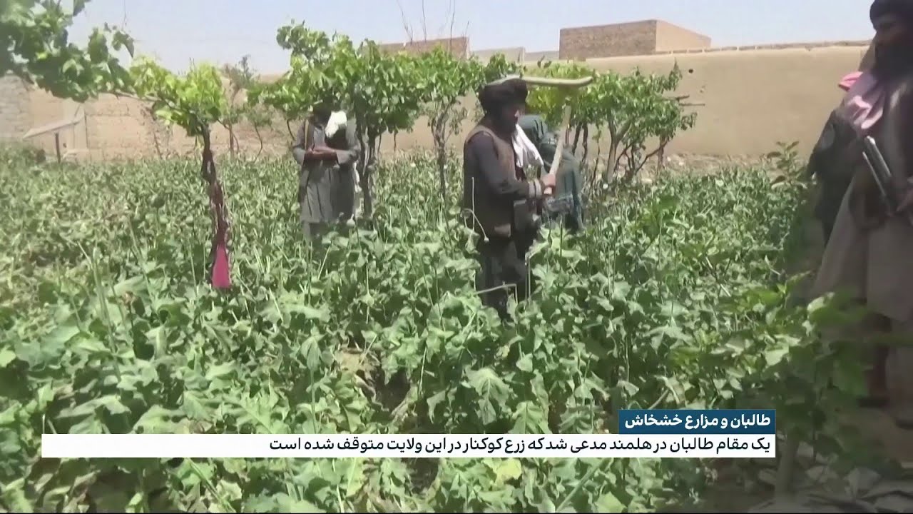 مزارع خشخاش در افغانستان