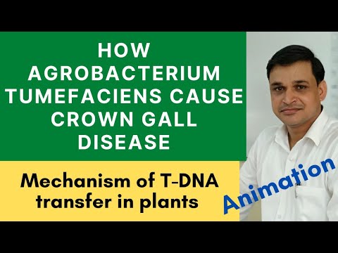 Video: Agrobacterium Diseases Of Robide - Naučite se, zakaj robide imajo žolče