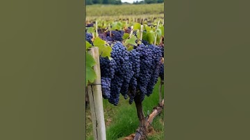 Growing grapes 234 #fruits #wine #grapegrowing #grapeharvest #fruit #grape #grapevine