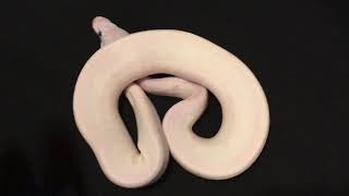#24-4 Ball Python Hatchling Female Super Fire
