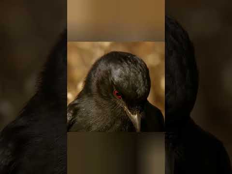 оставляя сурикатов с носом #животные #facts #beyondfacts #животные #animals #природа