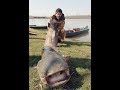Glavinjarom na somove.Big catfish on river Sava.
