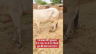 14 हजार की शुरुआत में 5 गाय 15 से 22 किलो दूध की , Jersey Cow , Rathi Cow , Haryana Cow ,