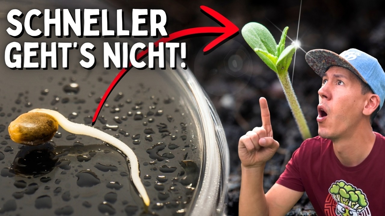 Schnell Samen keimen lassen für 0 Euro 🚀 Together Grow Folge 1