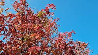 картинка: Music for relaxation, глубокий релакс #nature #природа #уснуть #расслабление #спокойнаяночь #осень