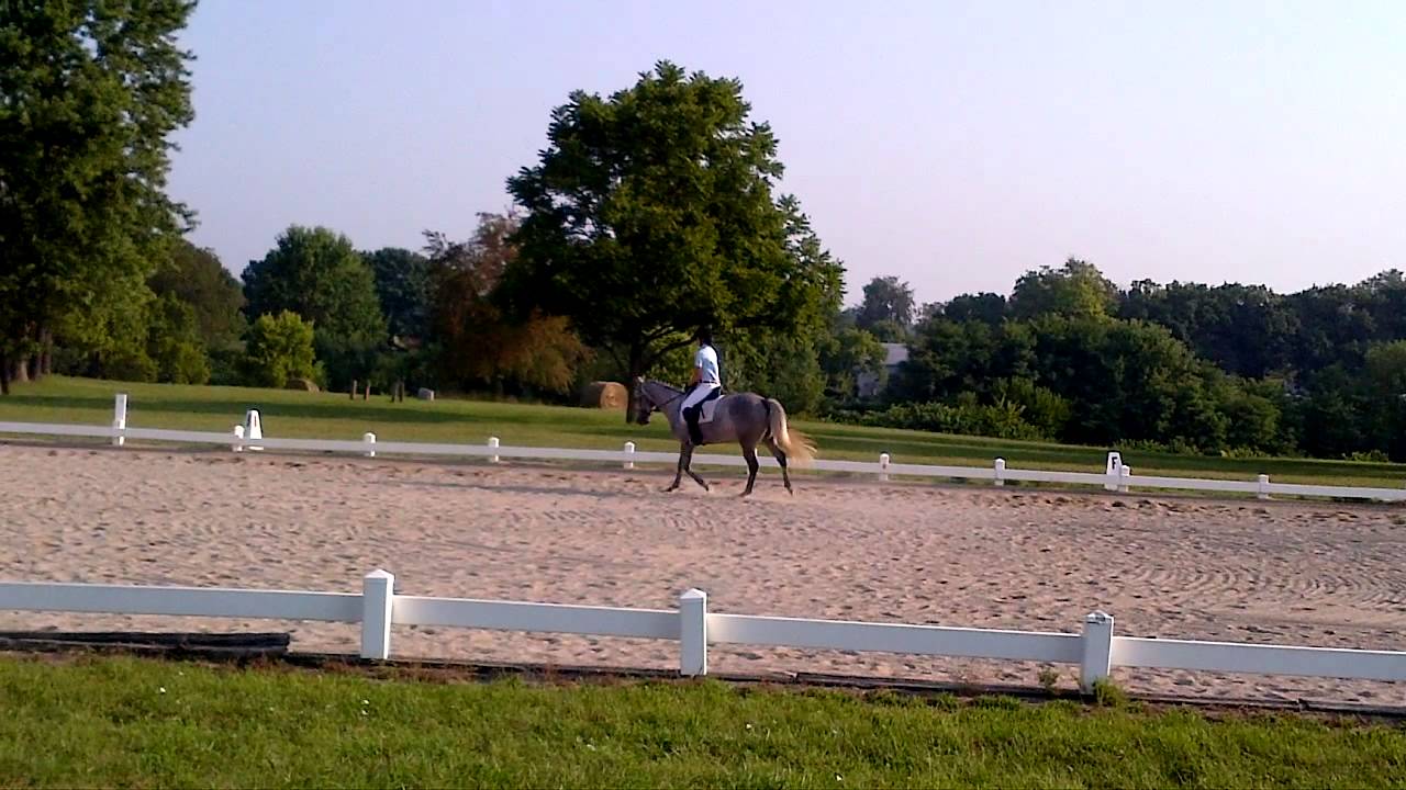 Miss Maddie Dressage Intro C