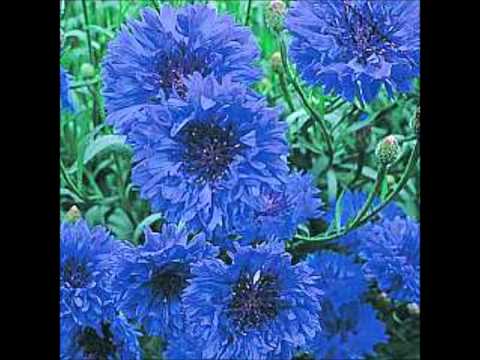 Video: Cornflower blue: opis, distribucija in uporaba