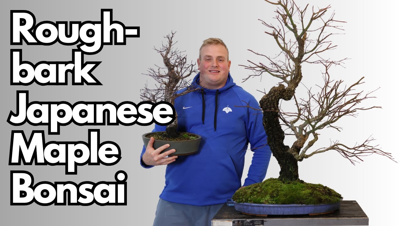 Two Things You Should Know About Rough Bark Japanese Maples: Arakawa and Nishikigawa