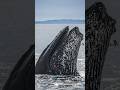 The Ocean’s Biggest Secret… Whales Are Saving Earth! 🌍 #shorts #explore #trending #whale