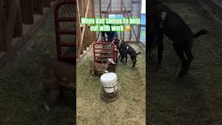 What great help 👍 #work #goats #dad #funny