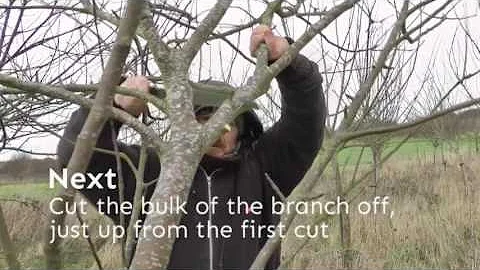Winter pruning - a step by step guide to winter pruning apple and pear trees