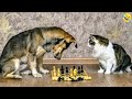 Funny animalssfunniest cats and dogs 2024