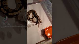Male fire ball python frozen thawed feeding#snakes#reptiles#ball#fire#pythons