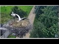 Перші три польоти білого лелеки з гнізда бузьків у селі Тязів