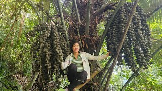 Harvesting wild fruits to sell at the market - Gardening and growing more vegetables | Ma Thi Di