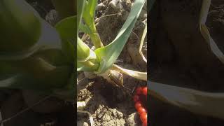 My Garlic Masha Allah