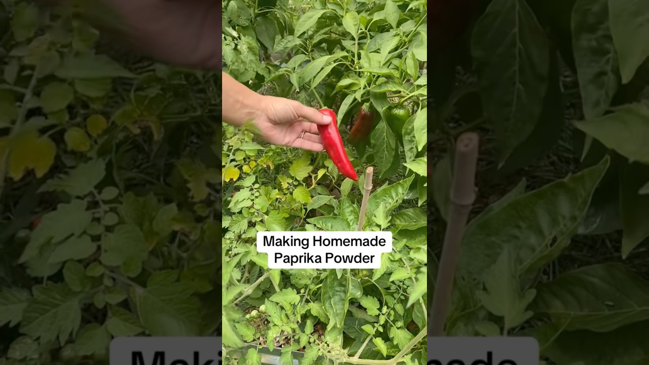 Making Homemade Paprika Powder