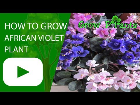 How to grow African violet plant