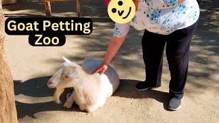 Goat Petting Zoo and Cheetah Run San Diego Safari Park