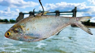 Dropping Baits In Dangerous Water For Big River Fish (Flatheads & Blues)