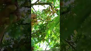 Teknik Cerdas Panen Buah Cermai Asam Segar Langsung Dari Pohon