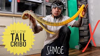 Yellow Tail Cribo Or Black Tail Cribo?